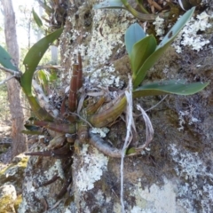 Thelychiton speciosa at Wapengo, NSW - suppressed