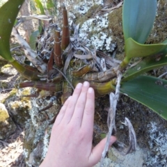 Dendrobium speciosum at Wapengo, NSW - 19 Jul 2020