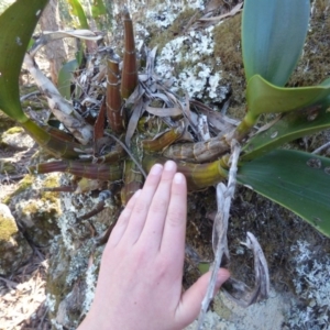 Thelychiton speciosa at Wapengo, NSW - suppressed