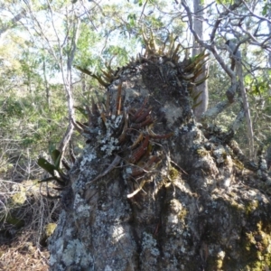 Thelychiton speciosa at Wapengo, NSW - suppressed