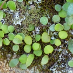 Pyrrosia rupestris (Rock Felt Fern) at Wapengo, NSW - 19 Jul 2020 by Jackie Lambert