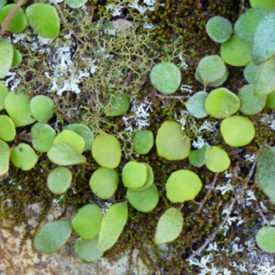 Pyrrosia rupestris (Rock Felt Fern) at Wapengo, NSW - 19 Jul 2020 by Jackie Lambert