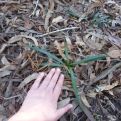 Arthropodium milleflorum at Wapengo, NSW - 19 Jul 2020 02:07 PM