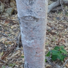 Myrsine howittiana (Brush Muttonwood) at Murrah, NSW - 19 Jul 2020 by JackieLambert