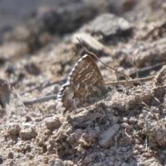 Theclinesthes serpentata (Saltbush Blue) at Theodore, ACT - 6 Sep 2020 by owenh