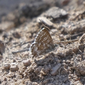 Theclinesthes serpentata at Theodore, ACT - 6 Sep 2020 12:30 PM