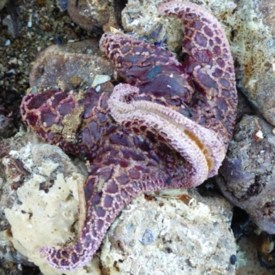 Plectaster decanus (Seastar) at Wapengo, NSW - 19 Jul 2020 by JackieLambert