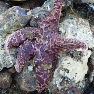 Plectaster decanus at Wapengo, NSW - 19 Jul 2020