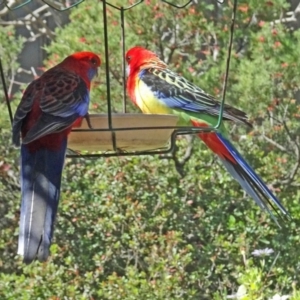 Platycercus elegans at Isaacs, ACT - 6 Sep 2020