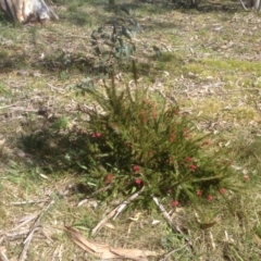 Grevillea juniperina (Grevillea) at Hughes Grassy Woodland - 6 Sep 2020 by jennyt