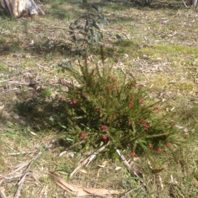 Grevillea juniperina (Grevillea) at Hughes, ACT - 6 Sep 2020 by jennyt