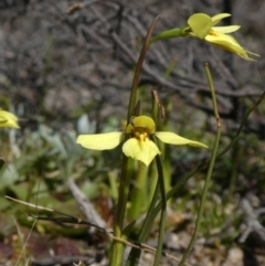 Diuris chryseopsis (Golden Moth) at Tuggeranong DC, ACT - 6 Sep 2020 by Owen