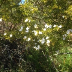 Westringia sp (genus) at Hughes, ACT - 6 Sep 2020 by jennyt