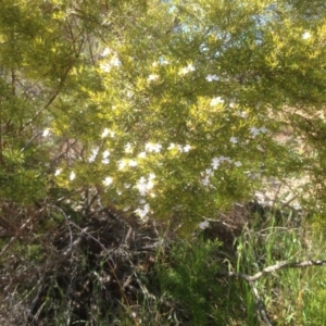 Westringia sp. at Hughes, ACT - 6 Sep 2020