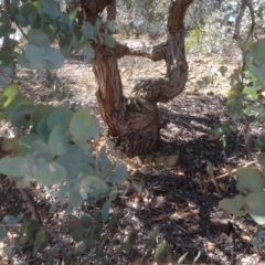 Eucalyptus cinerea (Argyle Apple) at Red Hill to Yarralumla Creek - 6 Sep 2020 by jennyt