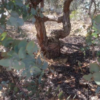 Eucalyptus cinerea (Argyle Apple) at Red Hill to Yarralumla Creek - 6 Sep 2020 by jennyt