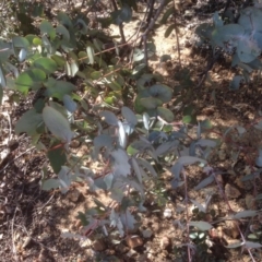 Eucalyptus cinerea at Hughes, ACT - 6 Sep 2020 11:19 AM