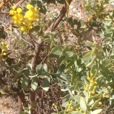 Acacia cultriformis (Knife Leaf Wattle) at Red Hill to Yarralumla Creek - 6 Sep 2020 by jennyt