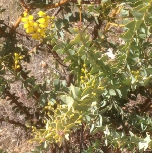 Acacia cultriformis at Hughes, ACT - 6 Sep 2020