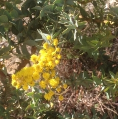 Acacia cultriformis at Hughes, ACT - 6 Sep 2020