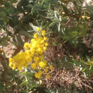 Acacia cultriformis at Hughes, ACT - 6 Sep 2020