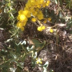 Acacia cultriformis at Hughes, ACT - 6 Sep 2020 11:25 AM