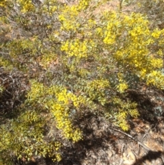 Acacia buxifolia subsp. buxifolia (Box-leaf Wattle) at Hughes, ACT - 6 Sep 2020 by jennyt