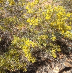 Acacia buxifolia subsp. buxifolia at Hughes, ACT - 6 Sep 2020