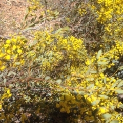Acacia buxifolia subsp. buxifolia at Hughes, ACT - 6 Sep 2020
