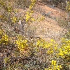 Acacia buxifolia subsp. buxifolia at Hughes, ACT - 6 Sep 2020