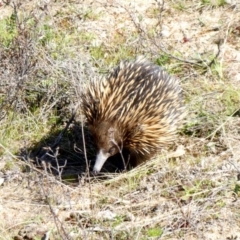 Tachyglossus aculeatus (Short-beaked Echidna) at Theodore, ACT - 6 Sep 2020 by owenh