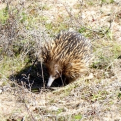 Tachyglossus aculeatus (Short-beaked Echidna) at Tuggeranong Hill - 6 Sep 2020 by Owen