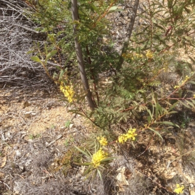Acacia rubida (Red-stemmed Wattle, Red-leaved Wattle) at Red Hill to Yarralumla Creek - 6 Sep 2020 by jennyt