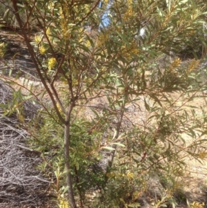 Acacia rubida at Hughes, ACT - 6 Sep 2020 11:24 AM