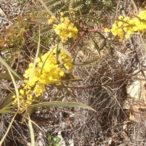 Acacia rubida at Hughes, ACT - 6 Sep 2020 11:24 AM