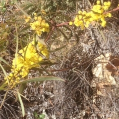 Acacia rubida at Hughes, ACT - 6 Sep 2020