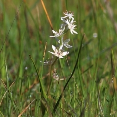 Wurmbea dioica subsp. dioica (Early Nancy) at Wodonga - 5 Sep 2020 by Kyliegw