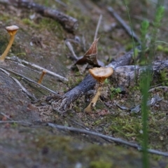 Lichenomphalia umbellifera at Wodonga - 5 Sep 2020 by Kyliegw