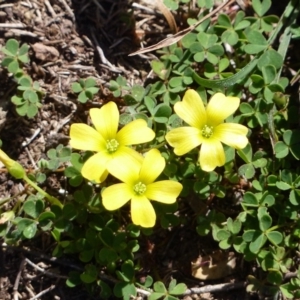 Oxalis perennans at Black Range, NSW - 6 Sep 2020