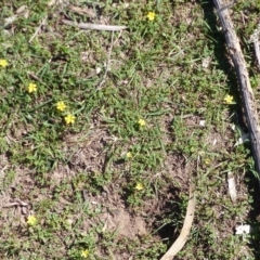 Oxalis perennans at Black Range, NSW - 6 Sep 2020