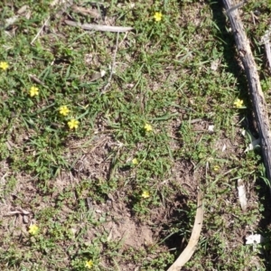 Oxalis perennans at Black Range, NSW - 6 Sep 2020 01:38 PM