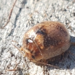 Paropsisterna m-fuscum (Eucalyptus Leaf Beetle) at Lyneham, ACT - 6 Sep 2020 by tpreston