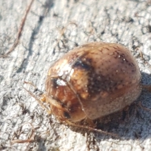 Paropsisterna m-fuscum at Lyneham, ACT - 6 Sep 2020