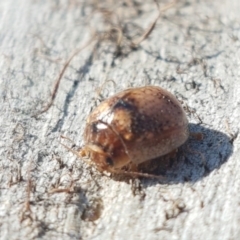 Paropsisterna m-fuscum at Lyneham, ACT - 6 Sep 2020 03:51 PM