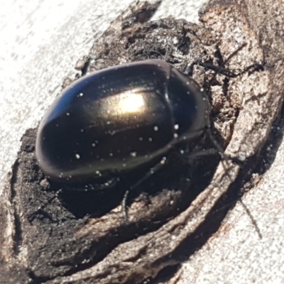 Chalcopteroides spectabilis (Rainbow darkling beetle) at Lyneham, ACT - 6 Sep 2020 by trevorpreston