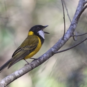 Pachycephala pectoralis at Mirador, NSW - 5 Sep 2020