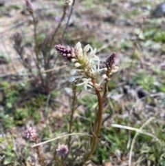 Stackhousia monogyna (Creamy Candles) at Symonston, ACT - 6 Sep 2020 by KL