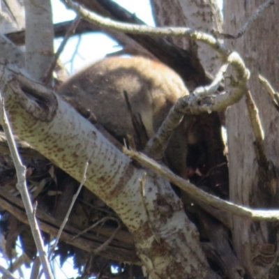 Trichosurus vulpecula (Common Brushtail Possum) at Umbagong District Park - 6 Sep 2020 by Christine