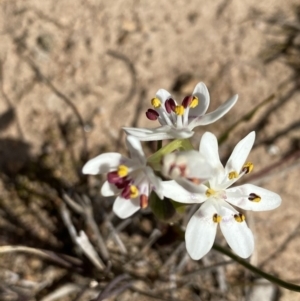 Wurmbea dioica subsp. dioica at Symonston, ACT - 6 Sep 2020 12:03 PM