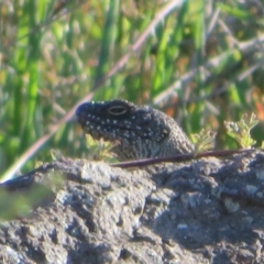 Egernia cunninghami (Cunningham's Skink) at Latham, ACT - 6 Sep 2020 by Christine